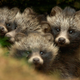 Illustration for article titled Wednesday Woof - Nyctereutes procyonoides Edition (on Thursday)